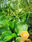 Preview: Rosettenfroschlöffel - Alisma parviflora